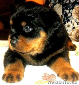 Породные щенки ротвейлера