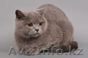Британские голубые котята, Караганда - Изображение #2, Объявление #587843
