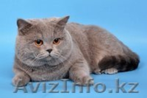Британские голубые котята, Караганда - Изображение #1, Объявление #587843