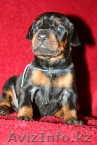 Щенки  добермана для Вас