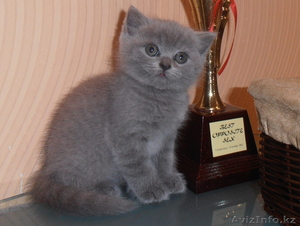 Британский голубой котенок, Караганда - Изображение #1, Объявление #685267