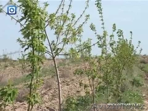 Саженцы: плодовые,  декоративные,  хвойные и кустарники