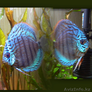 Хороший аквариум - Изображение #4, Объявление #771172