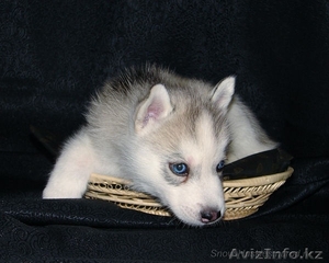 Сибирский хаски