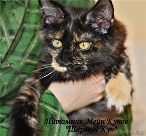 продаются котята породы Мейн Кун от титулованных родителей - Изображение #1, Объявление #869745