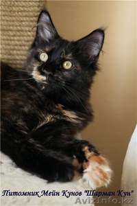 продаются котята породы Мейн Кун от титулованных родителей - Изображение #4, Объявление #869745