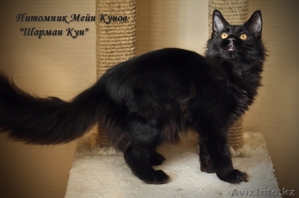 продаются котята породы Мейн Кун от титулованных родителей - Изображение #2, Объявление #869745