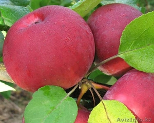 Яблоки зимние( Синап орловский и северный) - Изображение #2, Объявление #955296