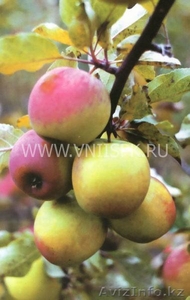 Яблоки зимние( Синап орловский и северный) - Изображение #3, Объявление #955296