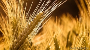 Продам пшеницу мягкую 3 класс - Изображение #1, Объявление #989818