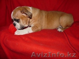 Щенки английского бульдога