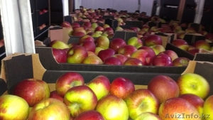 OOO OMEGA Предлагает прямые поставки яблок  из польши - Изображение #1, Объявление #1002847
