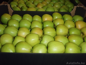 OOO OMEGA Предлагает прямые поставки яблок  из польши - Изображение #2, Объявление #1002847