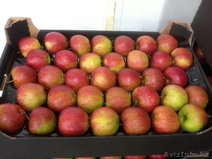 OOO OMEGA Предлагает прямые поставки яблок  из польши - Изображение #3, Объявление #1002847