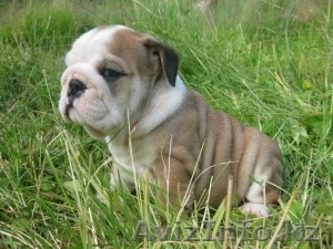 Щенки английского бульдога..