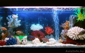 Обслуживание аквариумов в г. Караганда  - Изображение #6, Объявление #843615