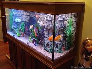 Обслуживание аквариумов в г. Караганда  - Изображение #7, Объявление #843615