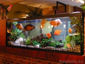 Обслуживание аквариумов в г. Караганда  - Изображение #3, Объявление #843615