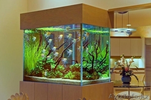 Обслуживание аквариумов в г. Караганда  - Изображение #4, Объявление #843615