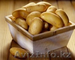 Продам картофель оптом в Карагандинской области - Изображение #1, Объявление #1036999