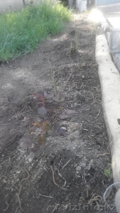 вытяжка из куриного помета