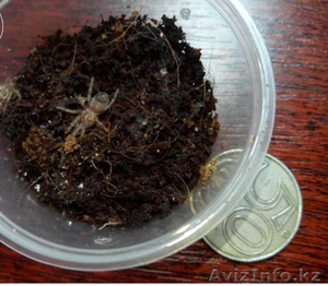 Продаю малышей L2-4 пауков птицеедов вида Brachypelma albopilosum  - Изображение #1, Объявление #1244935