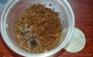 Продаю малышей L2-4 пауков птицеедов вида Brachypelma vagans - Изображение #1, Объявление #1244936