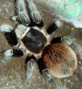 Продаю малышей L2-4 пауков птицеедов вида Brachypelma vagans - Изображение #2, Объявление #1244936