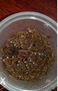 Продаю подростков L 7-9 пауков птицеедов вида Acanthoscurria genicula  - Изображение #1, Объявление #1244931