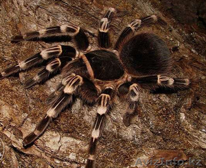 Продаю подростков L 7-9 пауков птицеедов вида Acanthoscurria genicula  - Изображение #3, Объявление #1244931