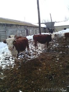 Коровы , быки  с родословной - Изображение #4, Объявление #1243989