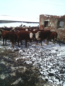 Коровы , быки  с родословной - Изображение #7, Объявление #1243989