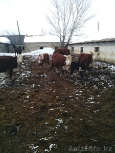 Коровы , быки  с родословной - Изображение #8, Объявление #1243989