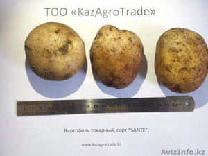 Картофель оптом от 25 тенге/кг. Павлодарской области - Изображение #1, Объявление #1270642
