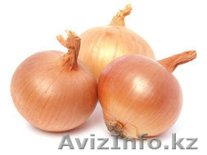 Лук репчатый 