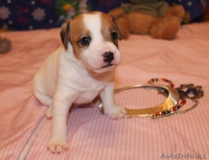 Продам щенков Парсон (Джек) рассел терьера 