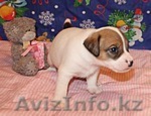 Продам щенков Парсон рассел терьера 