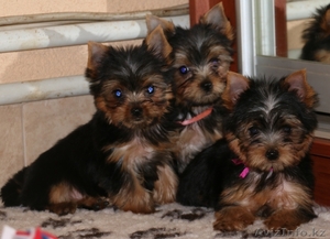 Щенки Йорка от родителей Чемпионов
