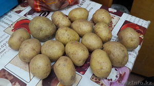 Доставка картофеля - Изображение #2, Объявление #1359910