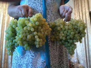 Саженцы винограда сортов Алёшенькин и Зилга - Изображение #3, Объявление #1401288