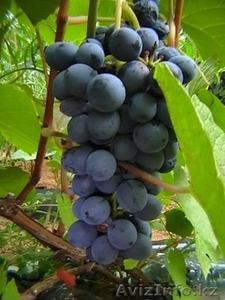 Саженцы винограда сортов Алёшенькин и Зилга - Изображение #4, Объявление #1401288