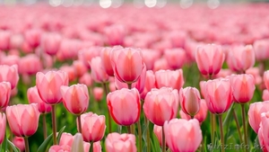 Тюльпаны оптом Казахстан - Изображение #9, Объявление #1530758