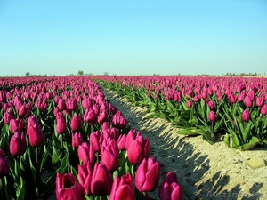 Тюльпаны оптом Казахстан - Изображение #1, Объявление #1530758