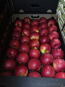 Продаю польские яблоки - Изображение #3, Объявление #1529881