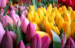 Тюльпаны оптом Казахстан - Изображение #5, Объявление #1530758