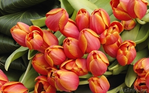 Тюльпаны оптом Казахстан - Изображение #4, Объявление #1530758