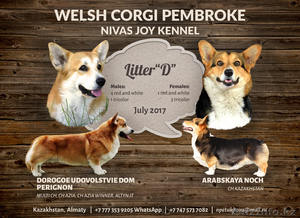 Вельш Корги Пемброк щенки питомник «Nivas Joy»  - Изображение #6, Объявление #1582538