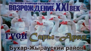 Мясо гуся и утки в Казахстане - Изображение #1, Объявление #1593707