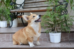  Щенки Вельш Корги Пемброк