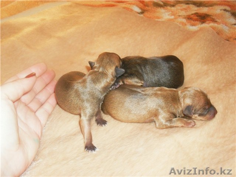 Продам щенков той терьера - Изображение #1, Объявление #66579